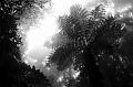Tree fern, Binna Burra AAA024